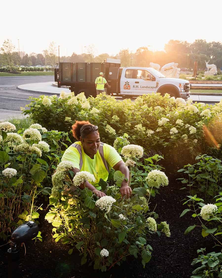 Commercial landscape professional working among seasonal flowers