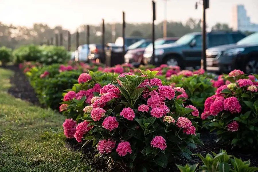 Colorful flowers enhancing the entrance to a commercial property